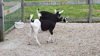 New Baby Goats Come Home 2023 - Syman Says