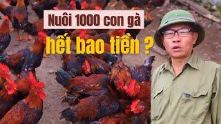 Cách Nuôi 1000 Gà Thả Vườn: Chi phí, Lợi Nhuận -  Gà Lớn Nhanh, Khoẻ Mạnh / @HoaKy-Food