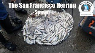 San Francisco Herring Spawn