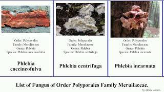 Fungus of Order Polyporales Family Meruliaceae hyphoderma phlebia hydnophlebia stereopsis bicolor