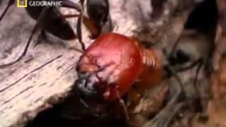 War  Ants vs Termites