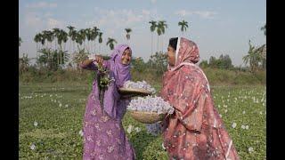 পানাফুলের মজার রেসিপি | Village life with Shampa