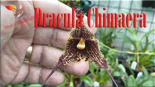 Dracula Orchid Care guide and Tips "Chimaera" first Bloom, (67)