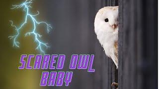 Barn Owl Baby getting scared after hearing Thunder for the first time