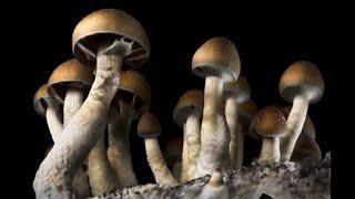 Denver becomes first city in the U.S. to decriminalize ‘magic mushrooms’