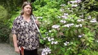 How to Prune Hydrangea - Instructional Video w/ Plant Amnesty