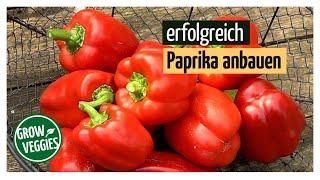 Successfully growing peppers | Growing vegetables in the garden