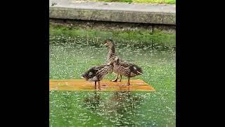 Ducklings Resting On Plywood In a Pond - #shorts