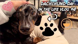 DACHSHUND Day in the LIFE (super cute ︎)