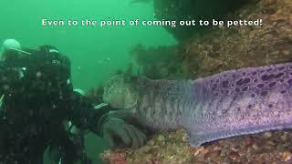 Amazing Wolf Eel encounter!!