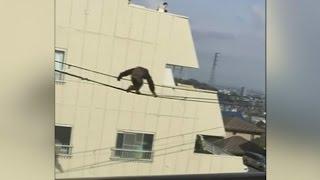 Chimp escapes Japan zoo and falls from power cables