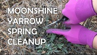 Spring Cleanup for Moonshine Yarrow