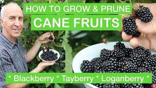 HOW TO GROW & PRUNE CANE FRUITS - Blackberry, Loganberry, Tayberry – Full Step-By-Step Pruning Guide