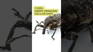 Which bugs might be living in your home?