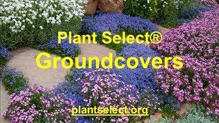 Plant Select Groundcovers with Pat Hayward