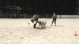 Protection training - Moscow Watchdog Althea in action