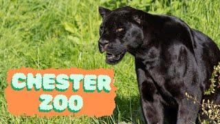 Chester Zoo - The UK's Best Zoo