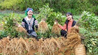 Bếp Trên Bản | Thu hoạch vườn sâm đương quy ra chợ bán - chế biến món sâm hầm bỗ dưỡng cho bố mẹ