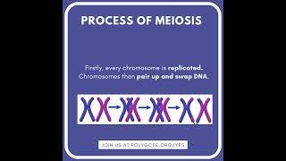 #Shorts Cell Division [GCSE Biology] [Revision Help]