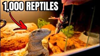 FEEDING ALL THE ANIMALS IN THE PET STORE! *TOUR*