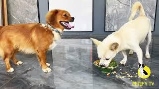 Puppies Food Review 2024 - Homemade Healthy Food Showdown - Petify TV Dog Series 78 #puppyeating