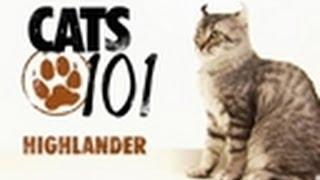 Highlander | Cats 101