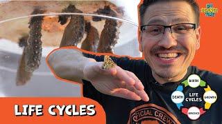 Explore Life Cycles! | Ep. 303 DIY Science Time