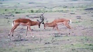 Pelea a Muerte de Antilopes