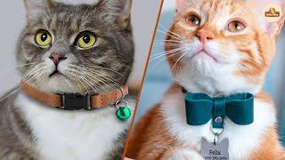 Breakaway vs. Non-Breakaway Collar for Cats: Choosing the Safest Option