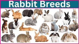 Discover the Best Rabbit Breeds for Your Lifestyle