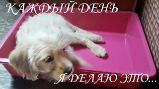 Что моя собака делает каждый день :)What does my dog do every day :)