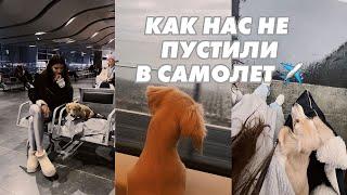 Первый перелет с собакой (кремовой таксой)  по России. Документы, переноска,зоны для выгула