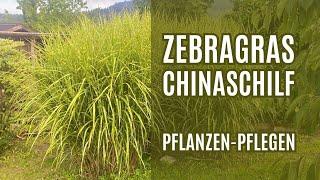 Zebragras - Chinaschilf Pflanzen - Zebragras schneiden / Miscanthus sinensis Zebrinus