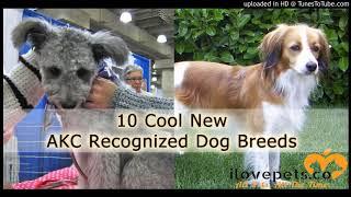 10 Cool New AKC Recognized Dog Breeds