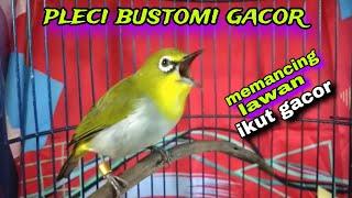 Pleci Bustomi Gacor || Pleci Gacor Gacor Ngalas Nembak Ngotot Mamancing Lawan