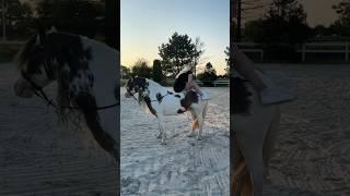 Worte von Herzen ️Wem hast du dein Herz geschenkt?  #equestrian #shortvideo #shortsfeed #horse