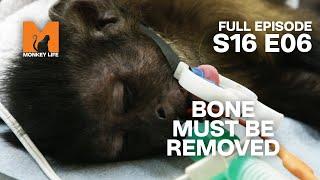 Bone Removal | Season 16 Episode 6 | Full Episode | Monkey Life