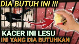 DILIHAT DARI KOTORANNYA KACER INI KEKURANGAN INI ?? | DR KACER TERBARU