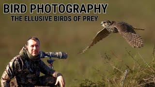 BIRD PHOTOGRAPHY | BIRDS OF PREY | MERLINS & KESTRELS | EXMOOR Canon R3 & EF 500mm F4 L IS Mk II