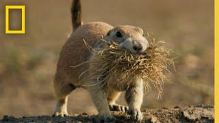 Badland's Prairie Dogs vs Coyote | America's National Parks | National Geographic