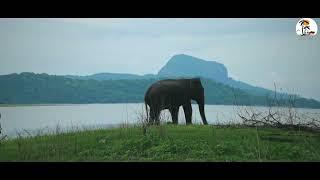 Maduru Oya National Park Travel Documentary  Trailer | FULL VIDEO COMING SOON #overlanding  #safari