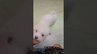 My.dog angel cute Funny  moments Funny laughing #views #viral #ytshort#trending  #maltese #dog#cute