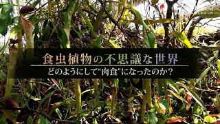 食虫植物の不思議な世界　どのようにして“肉食”になったのか？ | ガリレオX 第102 回