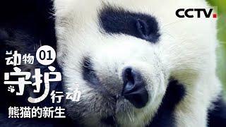 《动物守护行动》你们的“心上熊” 熊猫乔乔分娩的全过程！——熊猫的新生 EP01【CCTV纪录】