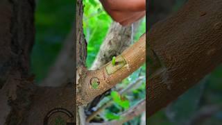 Grafting and budding fruit plants #satisfying