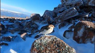 Snow Bunting on Carn Mor Dearg, Scotland