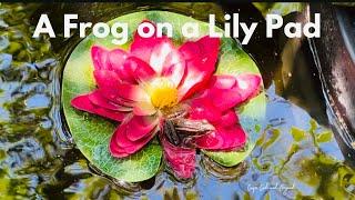 Full Video | Frog’a Paradise: A Day on the Lily Pad #nature #wildlife #pond