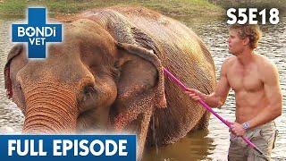 Bondi Vet Visits Thailand  | Bondi Vet Season 5 Ep 18 | Bondi Vet Full Episode | Bondi Vet