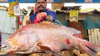 KASIMEDU  SPEED SELVAM | BIG KORALI FISH CUTTING VIDEO | IN KASIMEDU | FF CUTTING 