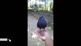 Burung Merpati Super Jinak. nempel di tangan.